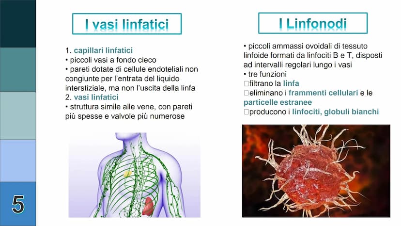 1
L
Il Sistema
Linfatico
Pieralisi Aurora 3A 2
L'immunità
• capacità di utilizzare le proprie difese fisiche per
contrastare danni o malatti