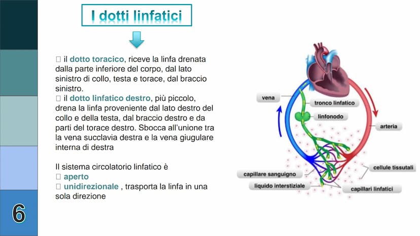 1
L
Il Sistema
Linfatico
Pieralisi Aurora 3A 2
L'immunità
• capacità di utilizzare le proprie difese fisiche per
contrastare danni o malatti