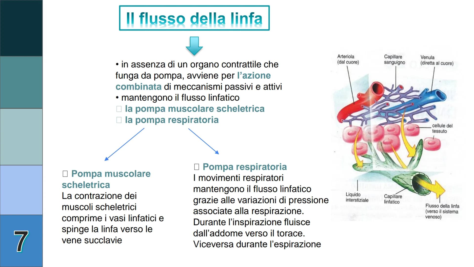 1
L
Il Sistema
Linfatico
Pieralisi Aurora 3A 2
L'immunità
• capacità di utilizzare le proprie difese fisiche per
contrastare danni o malatti