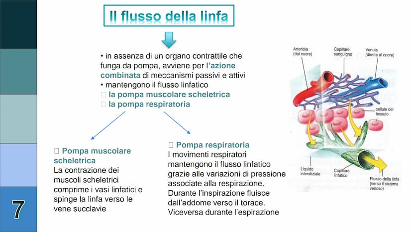 1
L
Il Sistema
Linfatico
Pieralisi Aurora 3A 2
L'immunità
• capacità di utilizzare le proprie difese fisiche per
contrastare danni o malatti