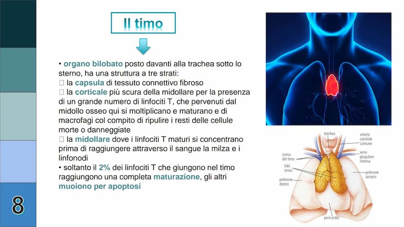 1
L
Il Sistema
Linfatico
Pieralisi Aurora 3A 2
L'immunità
• capacità di utilizzare le proprie difese fisiche per
contrastare danni o malatti