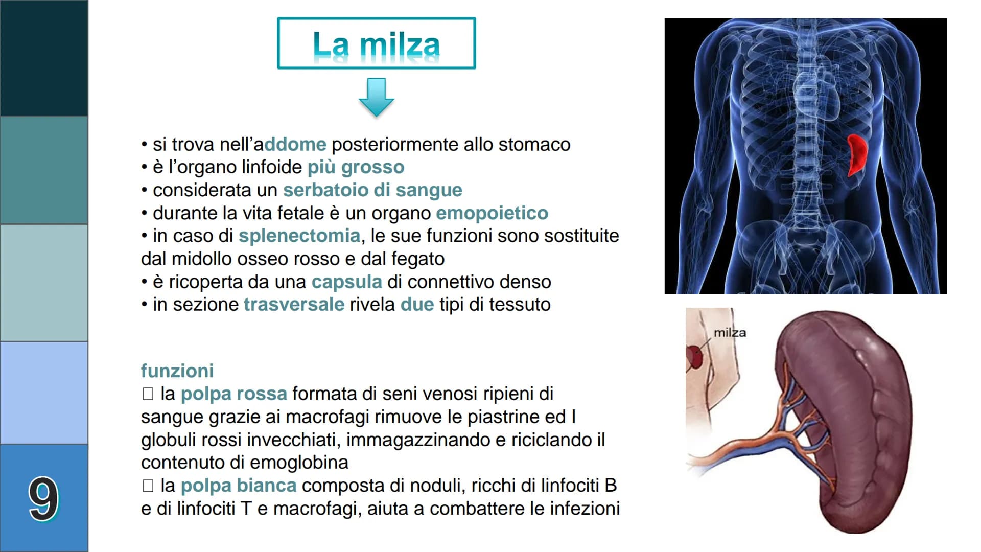 1
L
Il Sistema
Linfatico
Pieralisi Aurora 3A 2
L'immunità
• capacità di utilizzare le proprie difese fisiche per
contrastare danni o malatti