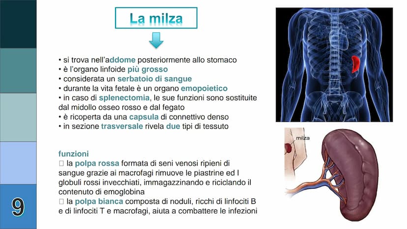 1
L
Il Sistema
Linfatico
Pieralisi Aurora 3A 2
L'immunità
• capacità di utilizzare le proprie difese fisiche per
contrastare danni o malatti