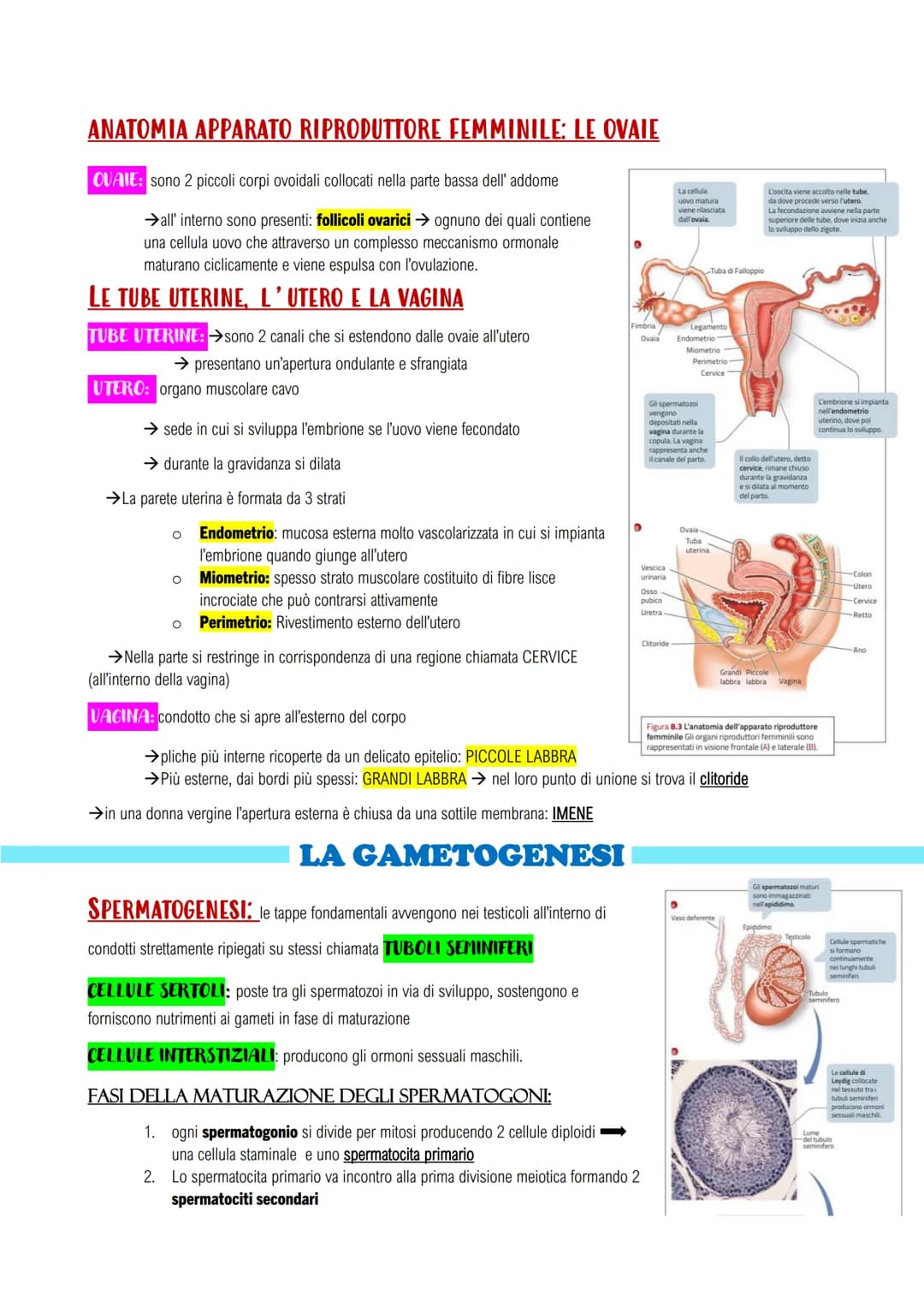 APPARATO RIPRODUTTORE E LO SVILUPPO
GLI APPARATI RIPRODUTTORI MASCHILE E FEMMINILE
LA RIPRODUZIONE UMANA: assicura il mantenimento della spe