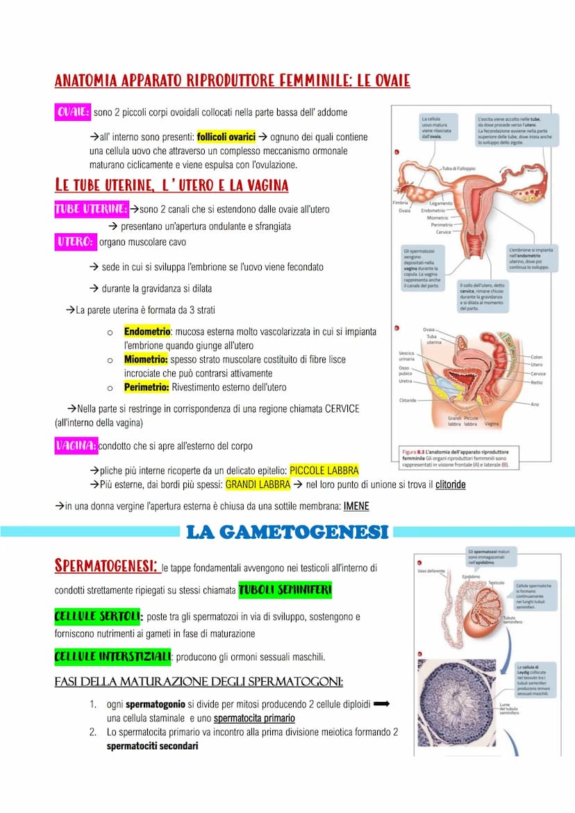 APPARATO RIPRODUTTORE E LO SVILUPPO
GLI APPARATI RIPRODUTTORI MASCHILE E FEMMINILE
LA RIPRODUZIONE UMANA: assicura il mantenimento della spe