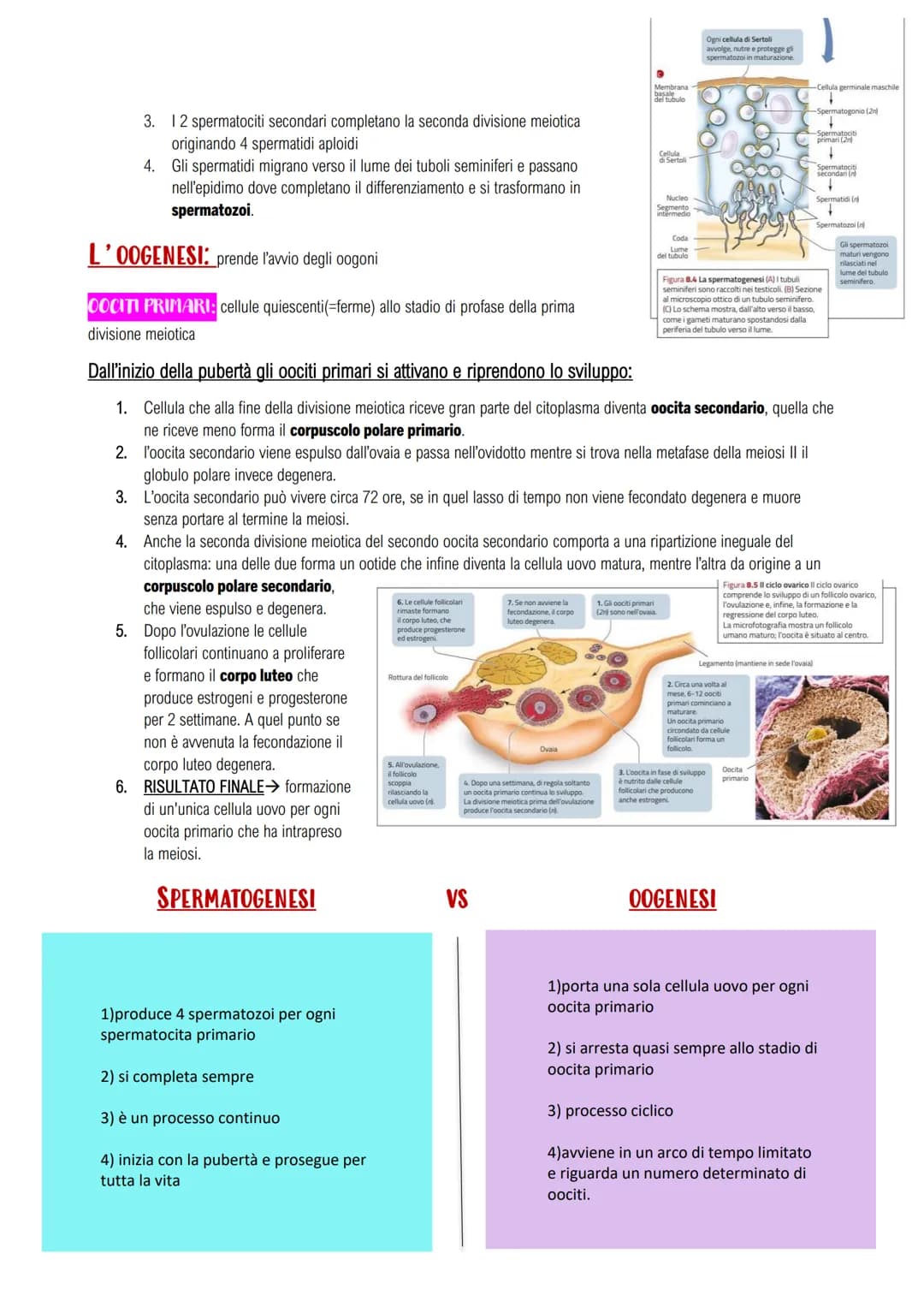 APPARATO RIPRODUTTORE E LO SVILUPPO
GLI APPARATI RIPRODUTTORI MASCHILE E FEMMINILE
LA RIPRODUZIONE UMANA: assicura il mantenimento della spe