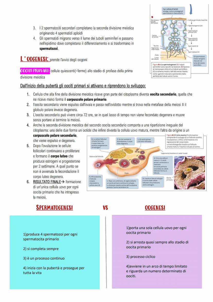 APPARATO RIPRODUTTORE E LO SVILUPPO
GLI APPARATI RIPRODUTTORI MASCHILE E FEMMINILE
LA RIPRODUZIONE UMANA: assicura il mantenimento della spe