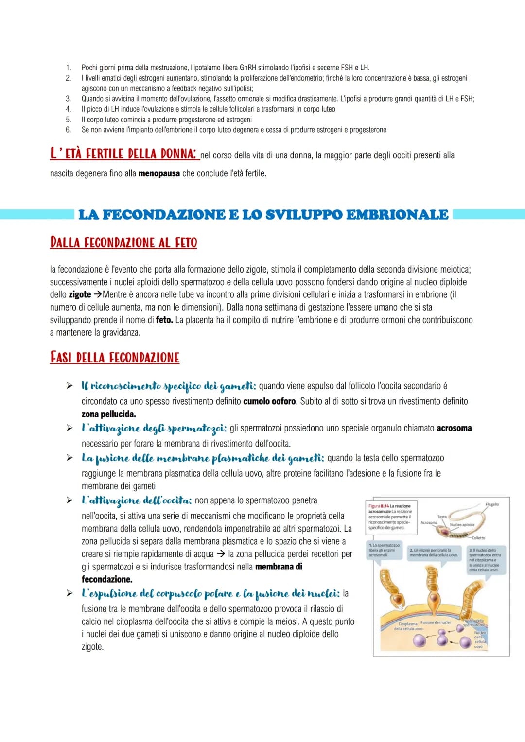 APPARATO RIPRODUTTORE E LO SVILUPPO
GLI APPARATI RIPRODUTTORI MASCHILE E FEMMINILE
LA RIPRODUZIONE UMANA: assicura il mantenimento della spe