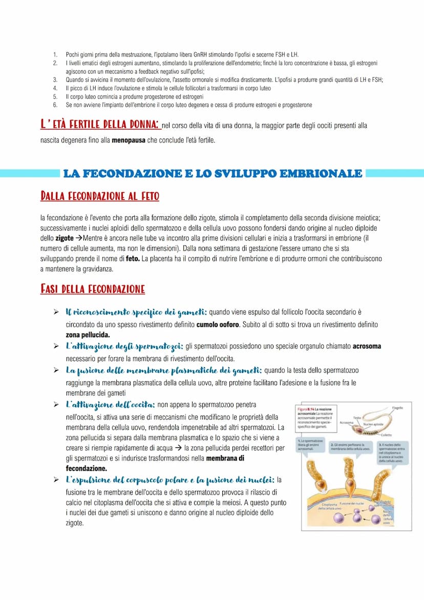 APPARATO RIPRODUTTORE E LO SVILUPPO
GLI APPARATI RIPRODUTTORI MASCHILE E FEMMINILE
LA RIPRODUZIONE UMANA: assicura il mantenimento della spe