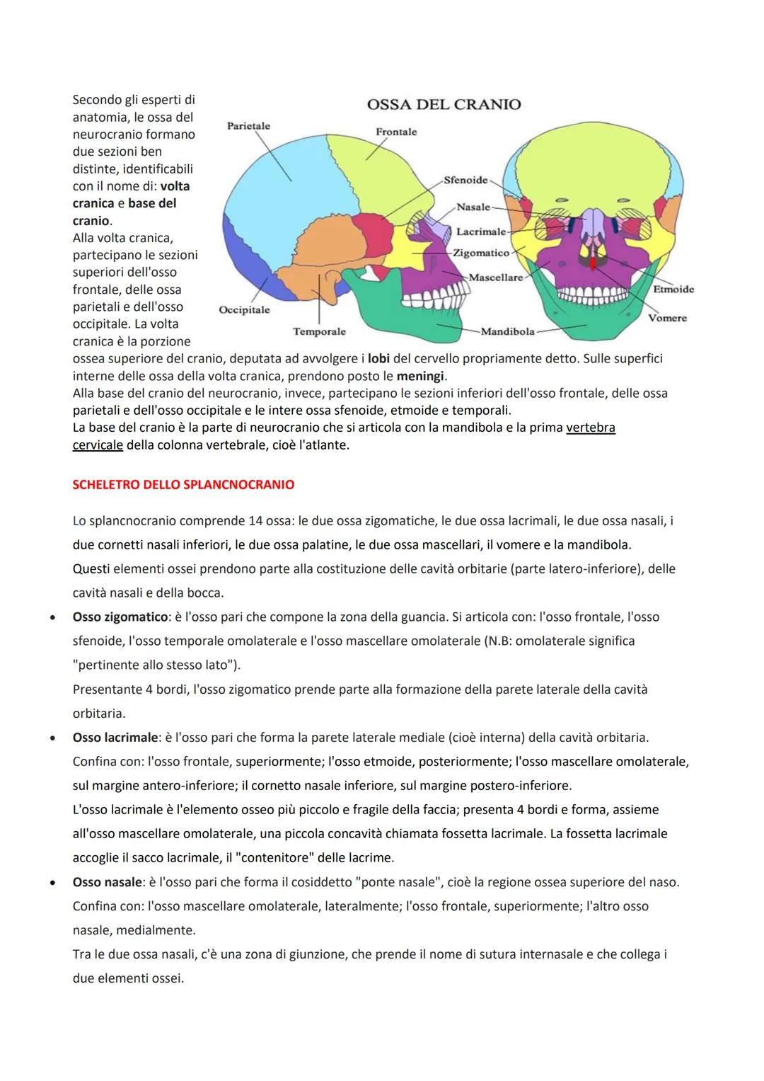 Il cranio è l'insieme delle ossa che formano la testa dello scheletro umano.

Secondo gli anatomisti, presenta due regioni principali distin