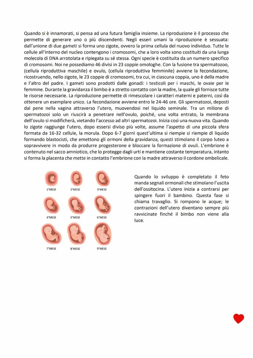
<p>L'amore è il sentimento che ci permette di vivere la nostra vita al meglio. Senza amore nessuno sarebbe felice. Purtroppo, oggi, questo 