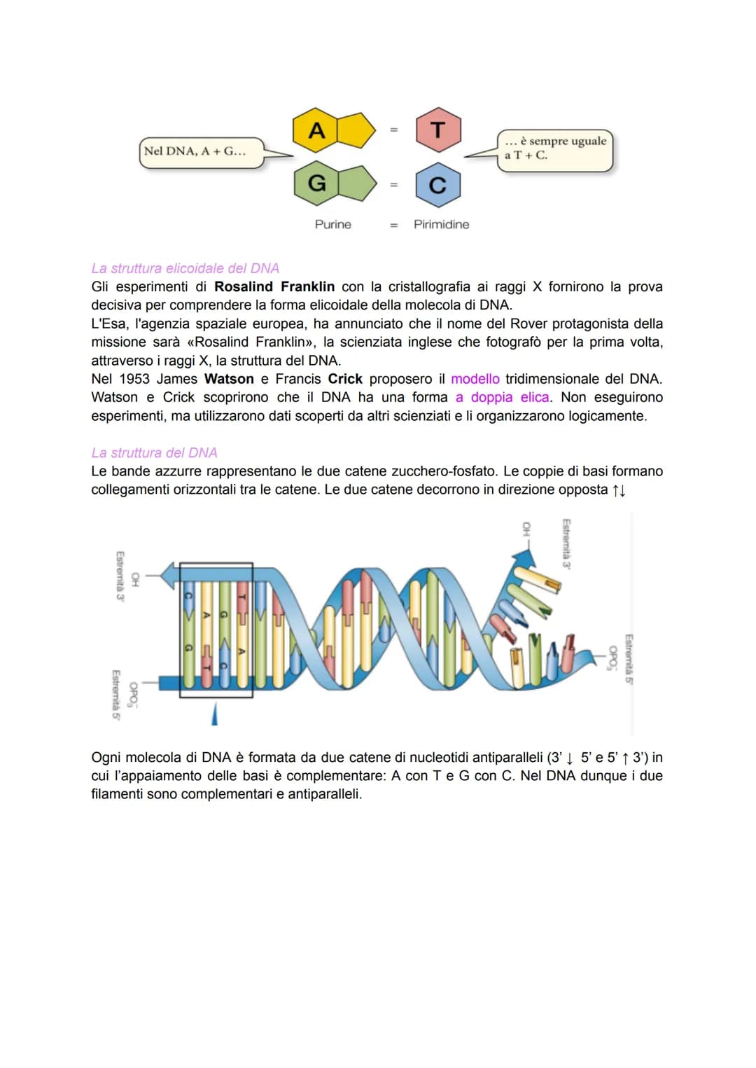 Scoperta del DNA e i primi esperimenti
Nel 1869 il medico Friedrich Miescher scoprì nei nuclei di globuli bianchi (che
costituivano il "pus"