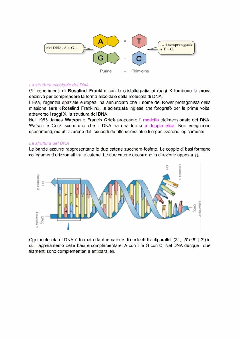 Scoperta del DNA e i primi esperimenti
Nel 1869 il medico Friedrich Miescher scoprì nei nuclei di globuli bianchi (che
costituivano il "pus"