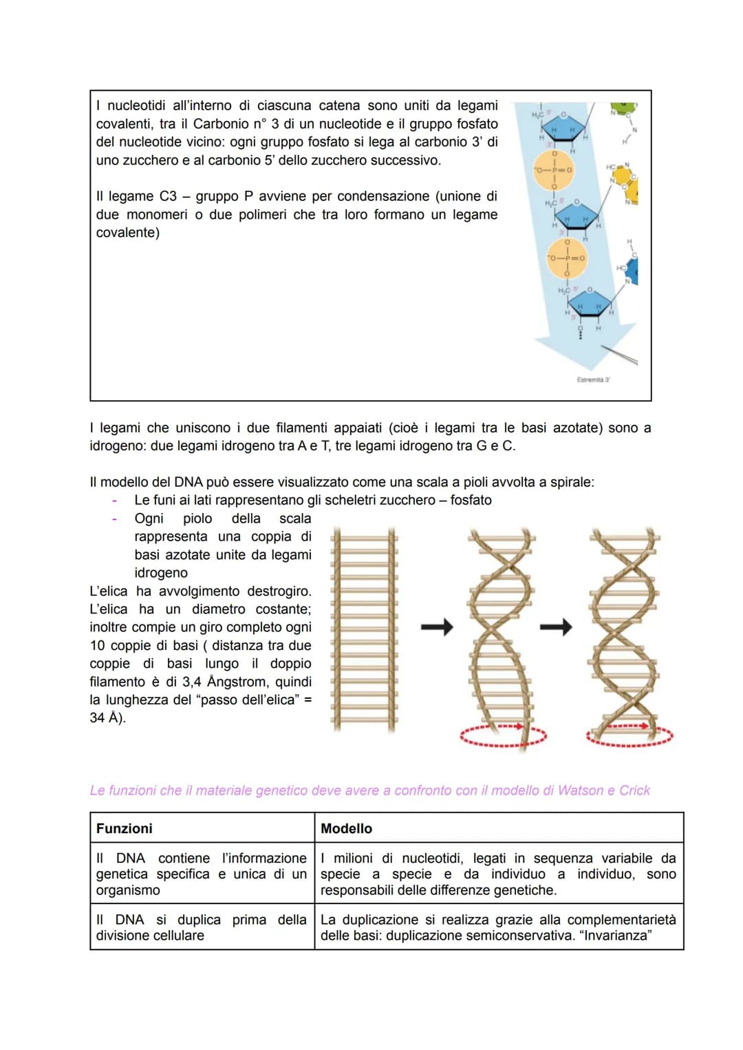 Scoperta del DNA e i primi esperimenti
Nel 1869 il medico Friedrich Miescher scoprì nei nuclei di globuli bianchi (che
costituivano il "pus"