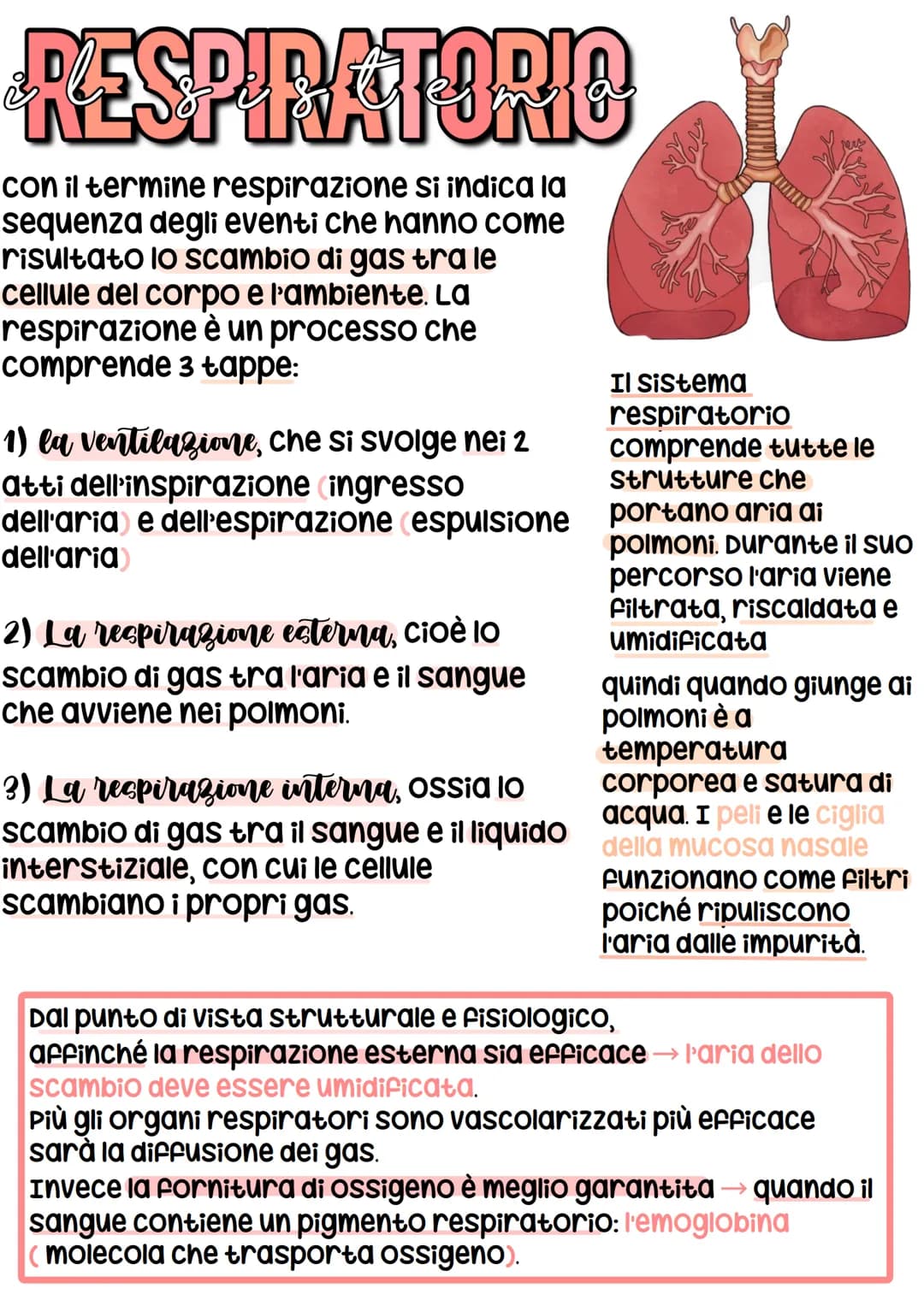 RESPIRATORIO
con il termine respirazione si indica la
sequenza degli eventi che hanno come
risultato lo scambio di gas tra le
cellule del co