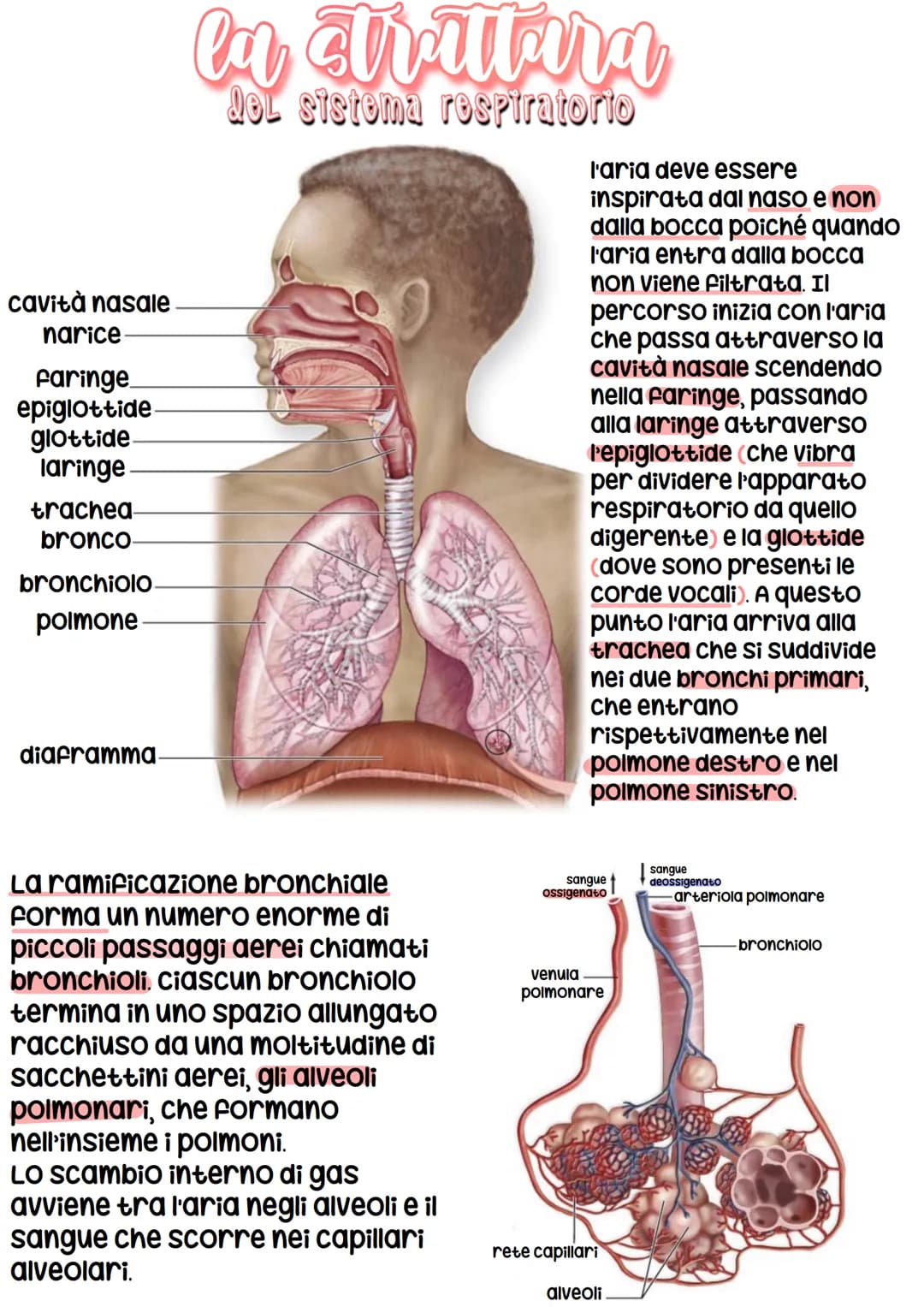 RESPIRATORIO
con il termine respirazione si indica la
sequenza degli eventi che hanno come
risultato lo scambio di gas tra le
cellule del co