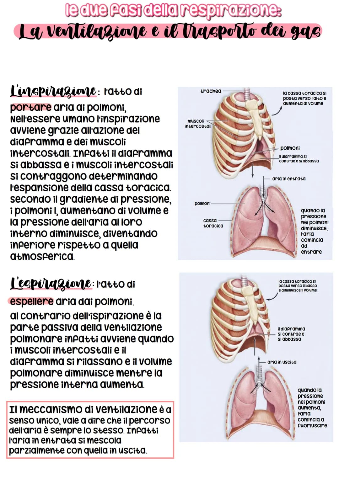 RESPIRATORIO
con il termine respirazione si indica la
sequenza degli eventi che hanno come
risultato lo scambio di gas tra le
cellule del co