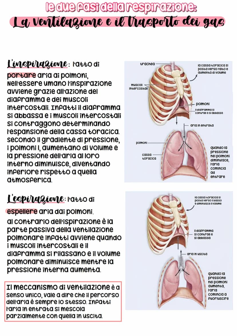 RESPIRATORIO
con il termine respirazione si indica la
sequenza degli eventi che hanno come
risultato lo scambio di gas tra le
cellule del co