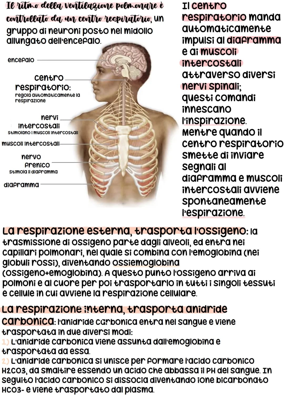 RESPIRATORIO
con il termine respirazione si indica la
sequenza degli eventi che hanno come
risultato lo scambio di gas tra le
cellule del co