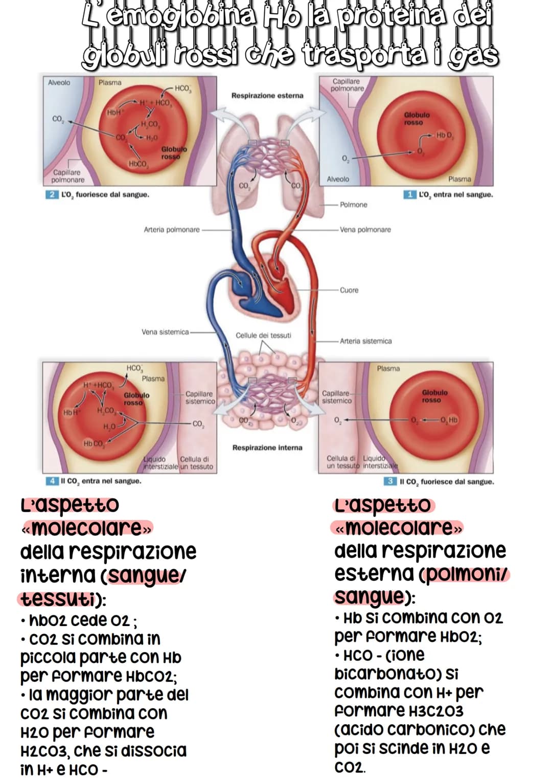 RESPIRATORIO
con il termine respirazione si indica la
sequenza degli eventi che hanno come
risultato lo scambio di gas tra le
cellule del co