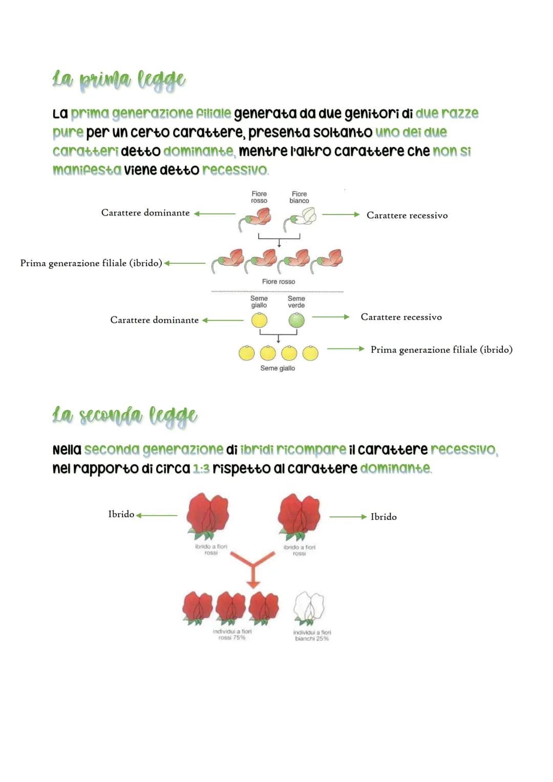 La Genetica
La Genetica è un ramo della biologia che studia i geni ei caratteri
ereditari
Mendel
Gregor Mendel era monaco boemo
appassionato