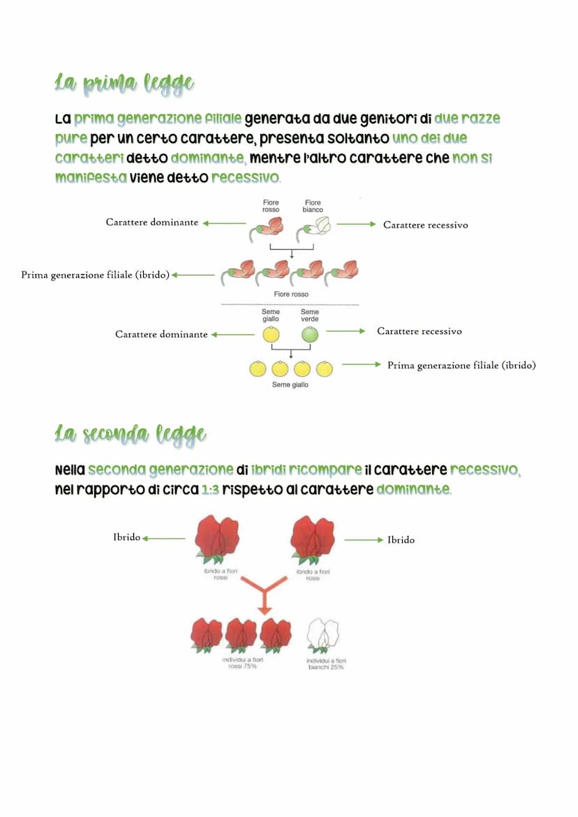 La Genetica
La Genetica è un ramo della biologia che studia i geni ei caratteri
ereditari
Mendel
Gregor Mendel era monaco boemo
appassionato