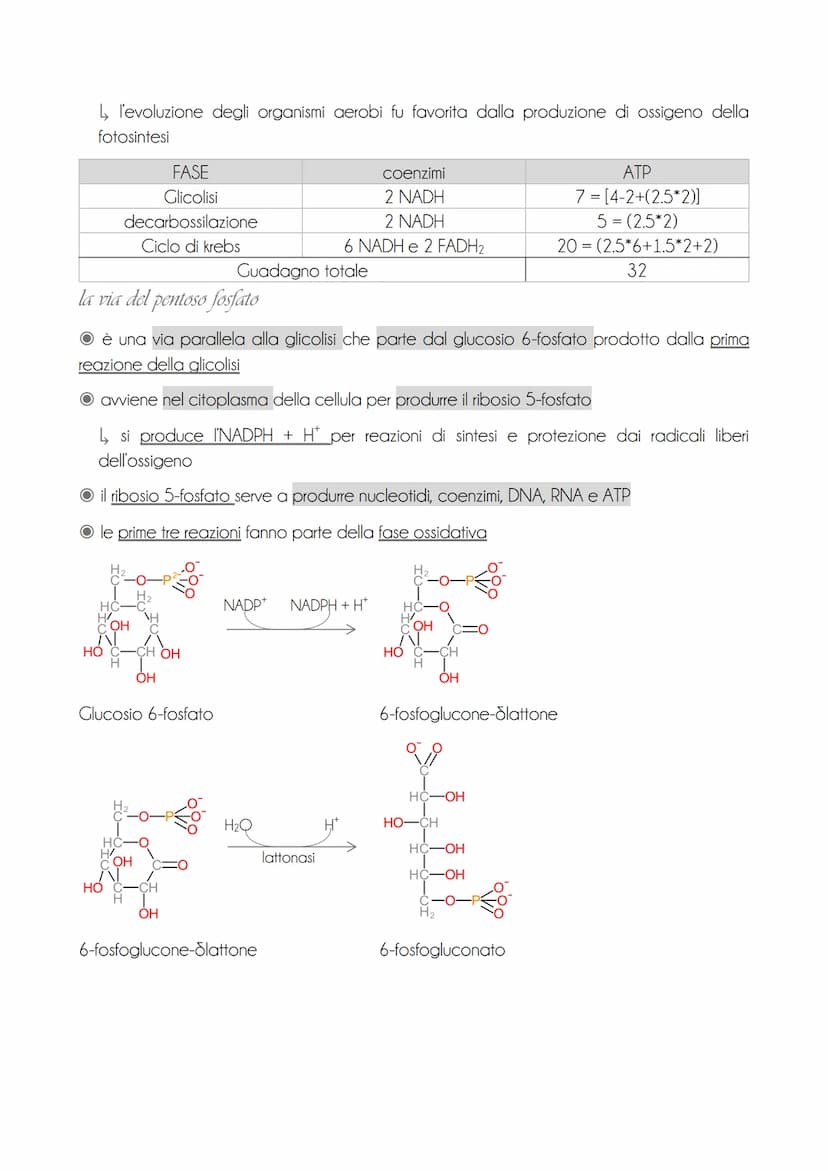 * il motabolisme energetice
O il metabolismo energetico è un'attività cellulare altamente coordinata con 3 funzioni
→ ricavare energia dalla