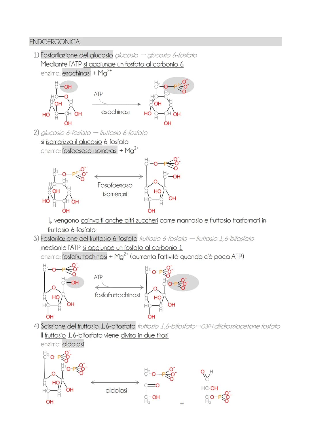 * il motabolisme energetice
O il metabolismo energetico è un'attività cellulare altamente coordinata con 3 funzioni
→ ricavare energia dalla