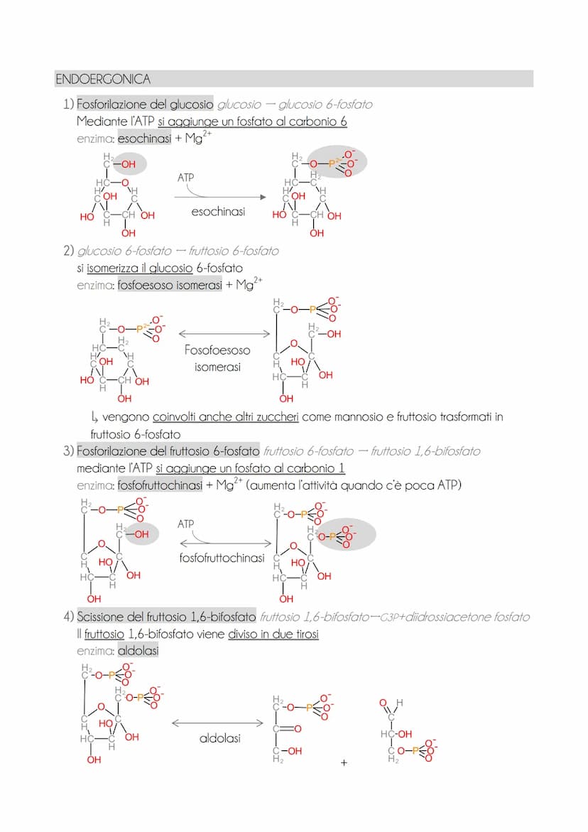 * il motabolisme energetice
O il metabolismo energetico è un'attività cellulare altamente coordinata con 3 funzioni
→ ricavare energia dalla