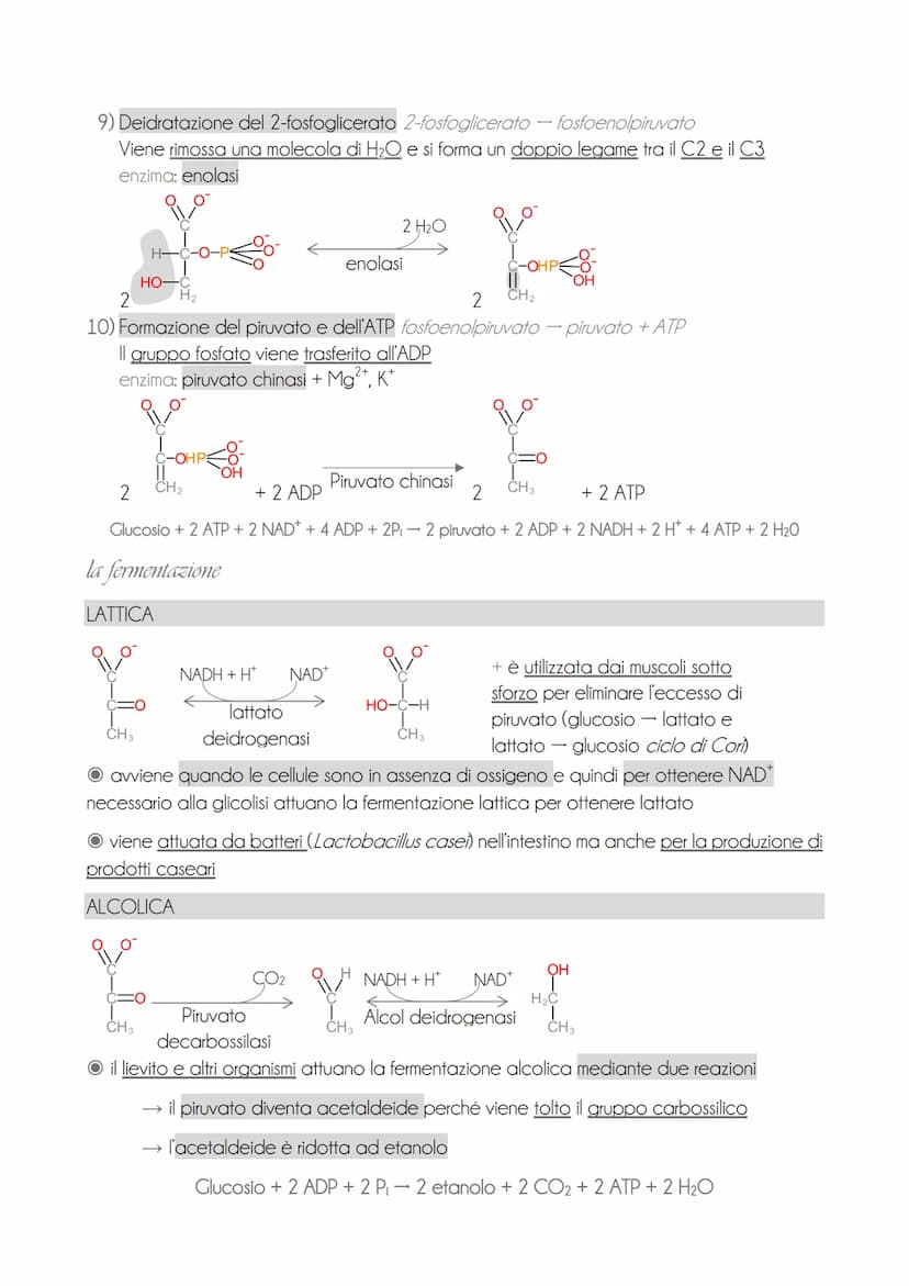 * il motabolisme energetice
O il metabolismo energetico è un'attività cellulare altamente coordinata con 3 funzioni
→ ricavare energia dalla