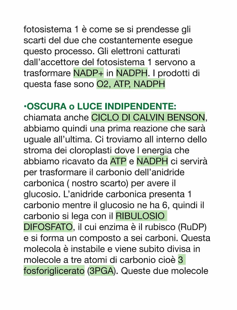 LA FOTOSINTESI CLOROFILLIANA
Effettuata dagli organismi AUTOTROFI (si
procurano il cibo da soli sfruttando l'energia
solare e rendono un car