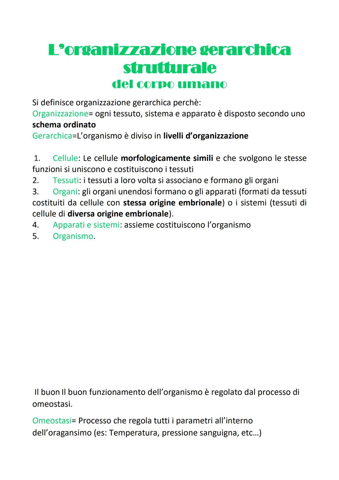 L'organizzazione gerarchica
strutturale
del corpo umano
Si definisce organizzazione gerarchica perchè:
Organizzazione= ogni tessuto, sistema