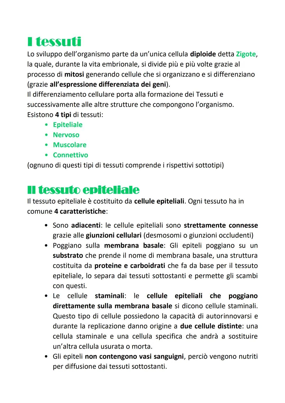 L'organizzazione gerarchica
strutturale
del corpo umano
Si definisce organizzazione gerarchica perchè:
Organizzazione= ogni tessuto, sistema
