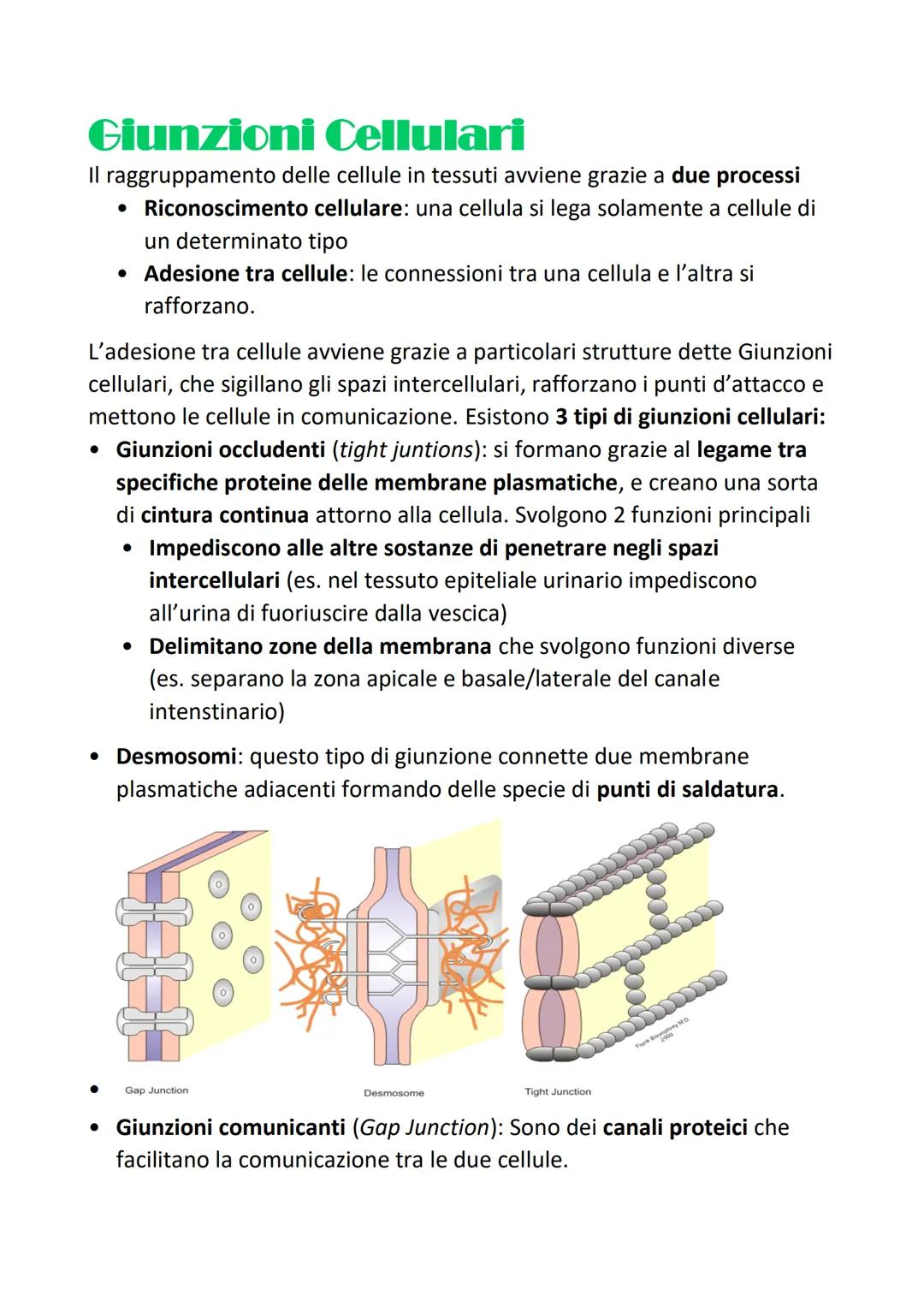 L'organizzazione gerarchica
strutturale
del corpo umano
Si definisce organizzazione gerarchica perchè:
Organizzazione= ogni tessuto, sistema