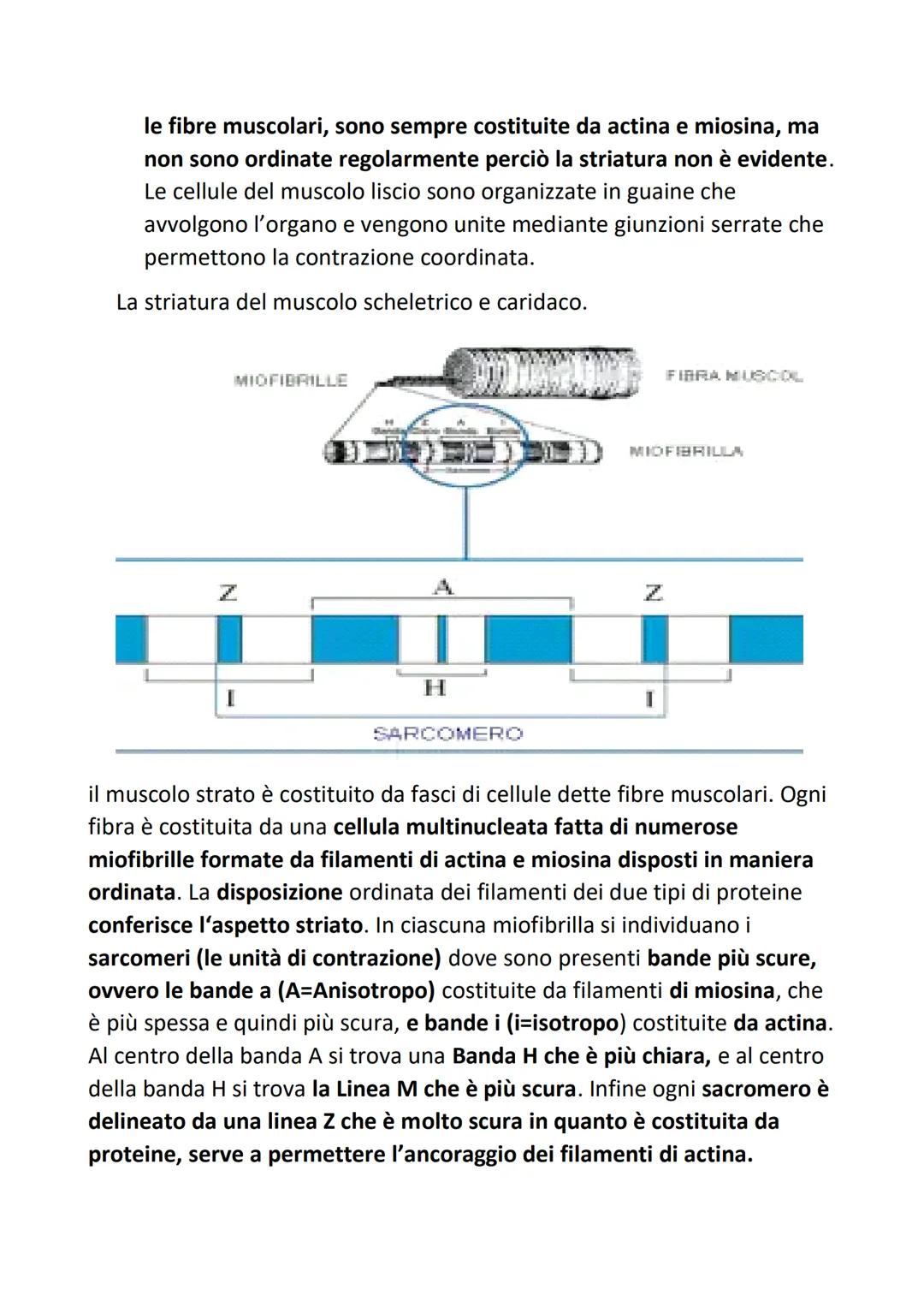 L'organizzazione gerarchica
strutturale
del corpo umano
Si definisce organizzazione gerarchica perchè:
Organizzazione= ogni tessuto, sistema