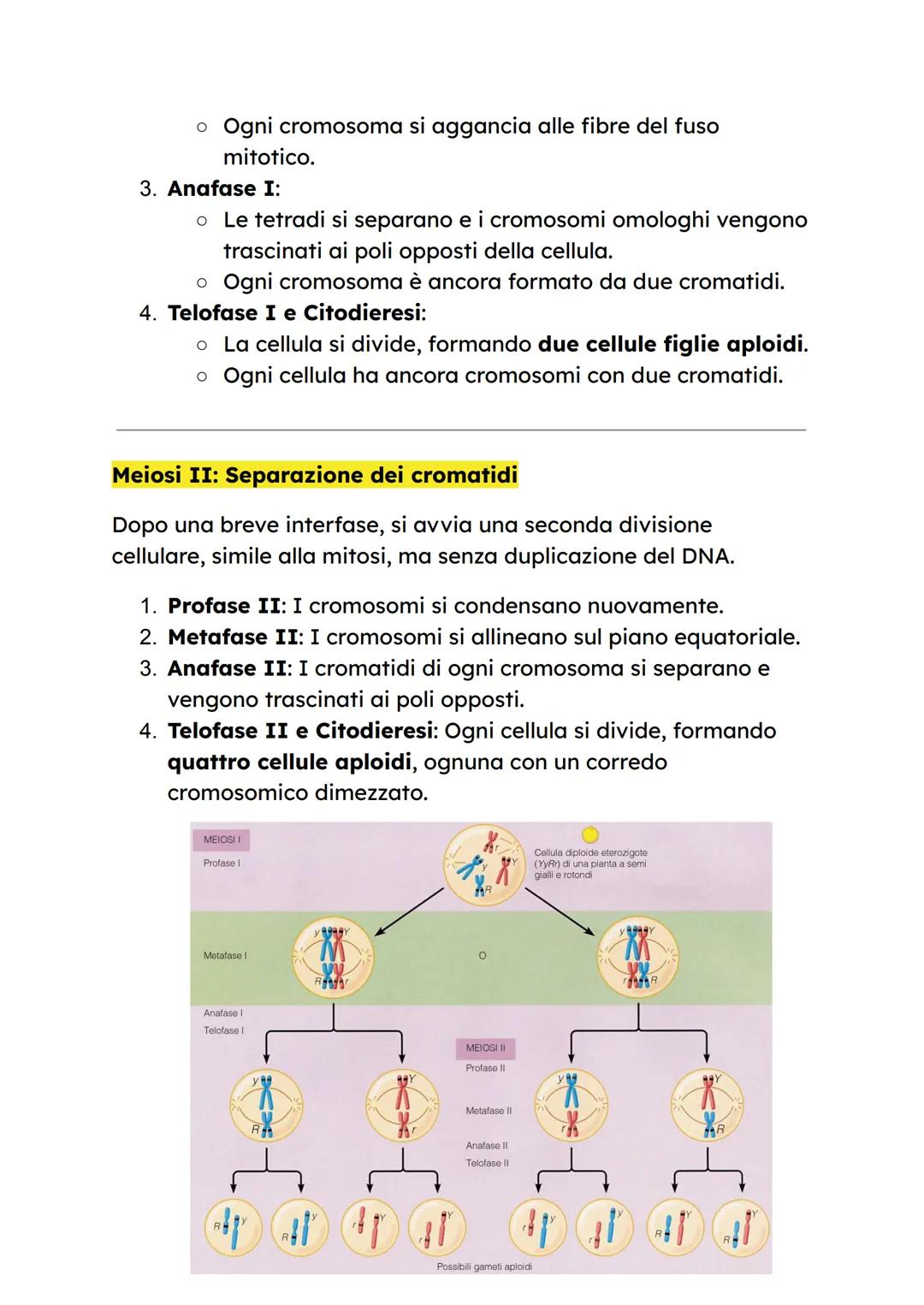 # LA MEIOSI

Cos'è la meiosi?

La meiosi è un processo di divisione cellulare che avviene nei
testicoli e nelle ovaie, partendo da una cellu