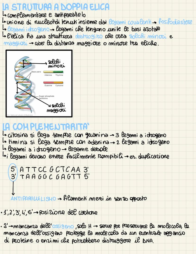 
<p>Nel 1869, un biochimico scoprì una sostanza all'interno del nucleo, chiamata nucleina, e inizialmente pensò si trattasse di una proteina