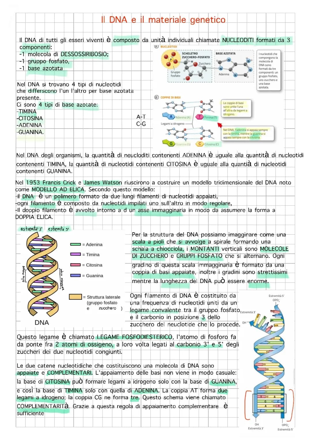 IL DNA