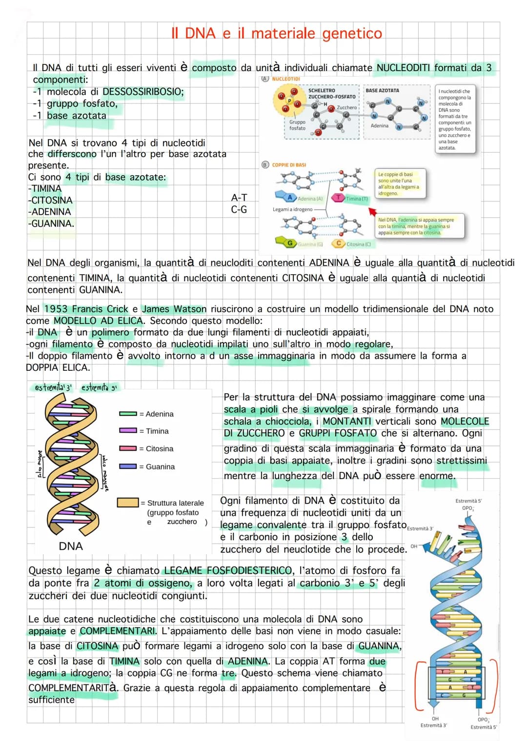 Il DNA e il materiale genetico
Il DNA di tutti gli esseri viventi è composto da unità individuali chiamate NUCLEODITI formati da 3
component