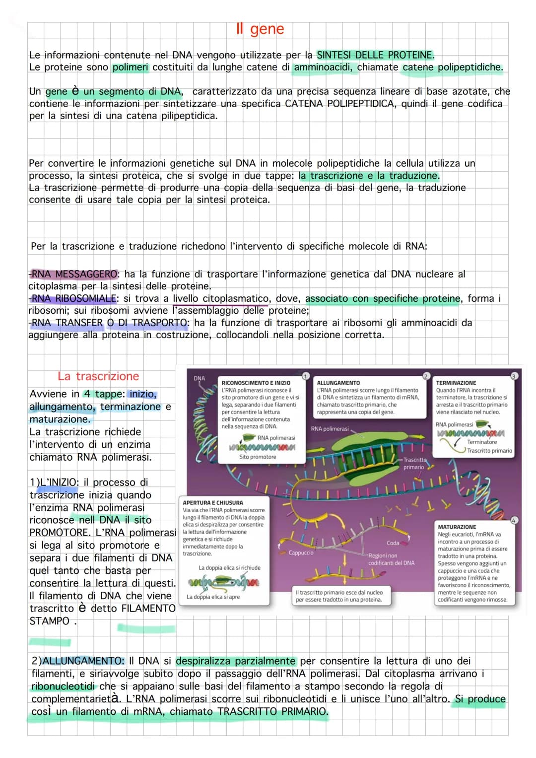 Il DNA e il materiale genetico
Il DNA di tutti gli esseri viventi è composto da unità individuali chiamate NUCLEODITI formati da 3
component
