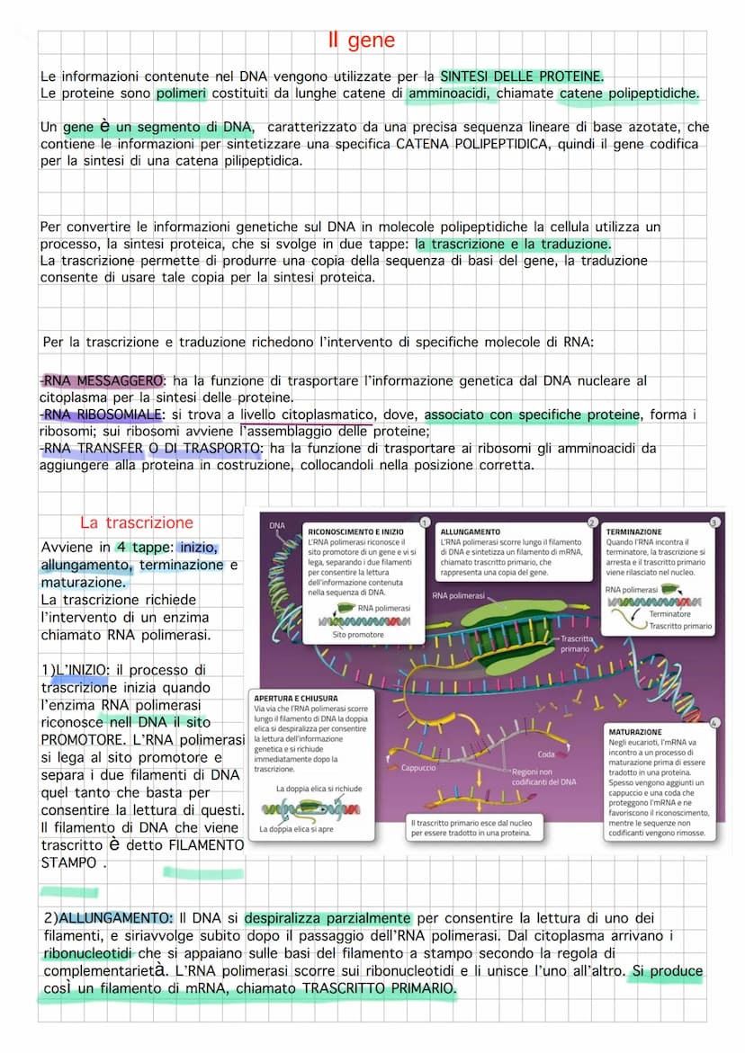 Il DNA e il materiale genetico
Il DNA di tutti gli esseri viventi è composto da unità individuali chiamate NUCLEODITI formati da 3
component