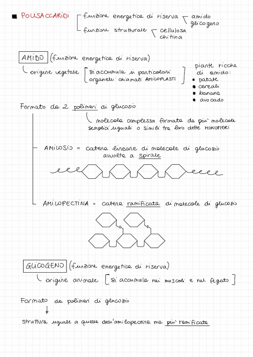 1 CARBOIDRATI
FUNZIONI:
energetica
DISACCARIDI =
di riserva
i CARBOIDRATI si dividono in :
MONOSACCARIDI =
di pronto utilizzo
-) PENTOSI
-) 