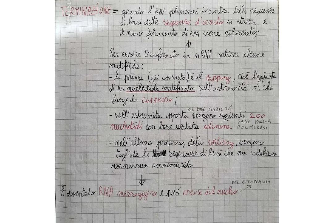 Duplicazione, Trascrizione e Traduzione del DNA: Mappa, Riassunto PDF e Spiegazioni Semplici