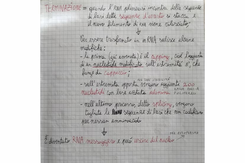 TERMINAZIONE = quando l'RNA plimerasi incontra delle sequente
di lasi dette sequenze d'arresto si stacca e
il nuoro filaments di RNA viene r