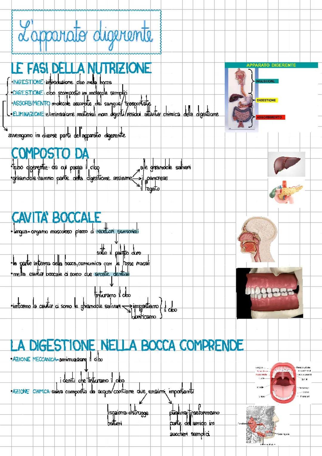 l'apparato digerente