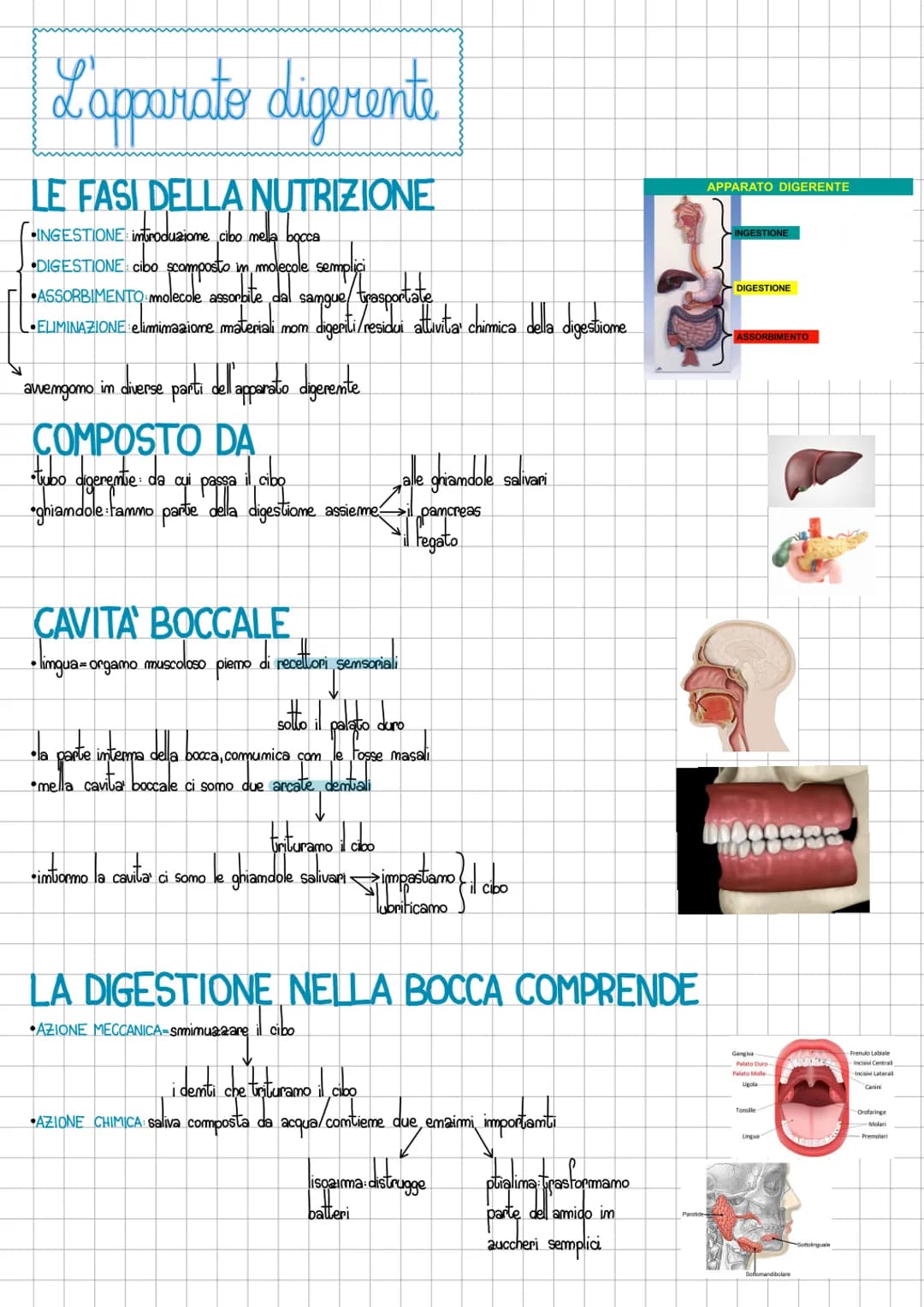 L'apparato digerente
LE FASI DELLA NUTRIZIONE
INGESTIONE introduzione cibo mella bocca
•DIGESTIONE: cibo scomposto in molecole semplici
ASSO