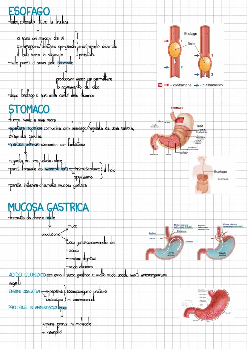 L'apparato digerente
LE FASI DELLA NUTRIZIONE
INGESTIONE introduzione cibo mella bocca
•DIGESTIONE: cibo scomposto in molecole semplici
ASSO