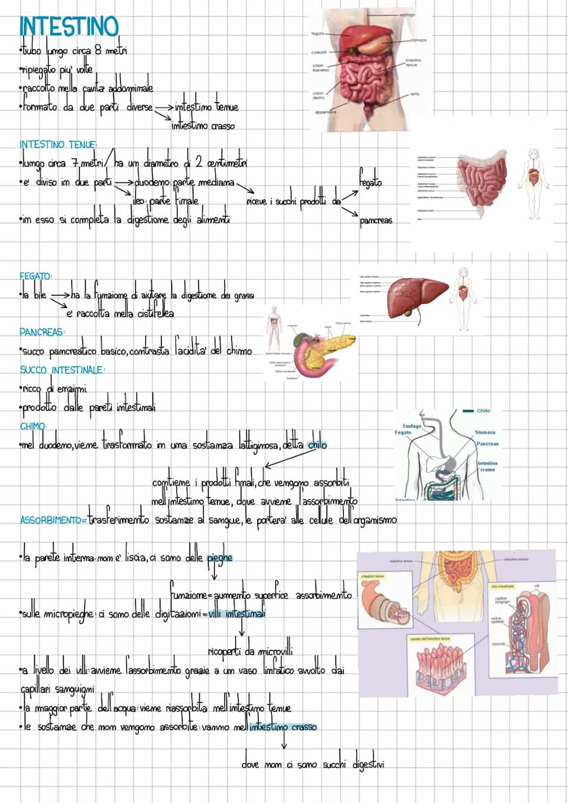 L'apparato digerente
LE FASI DELLA NUTRIZIONE
INGESTIONE introduzione cibo mella bocca
•DIGESTIONE: cibo scomposto in molecole semplici
ASSO