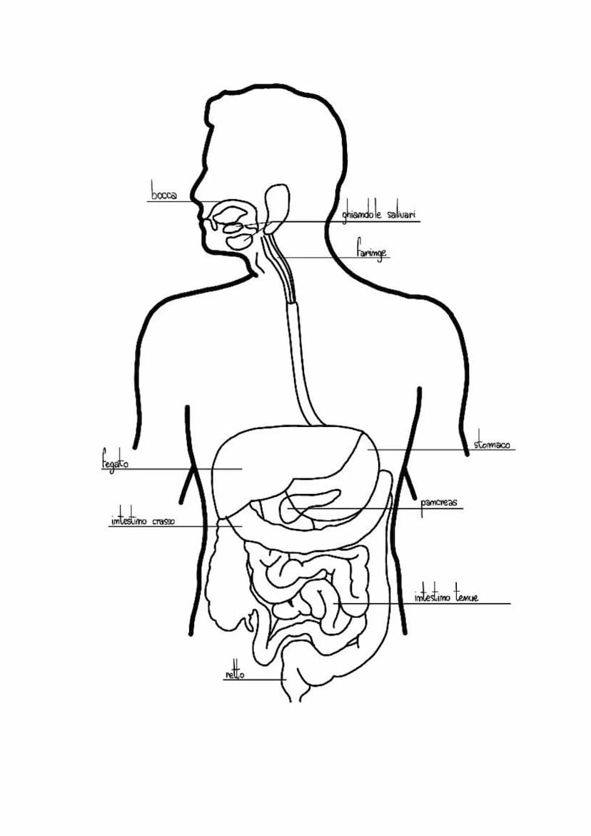 L'apparato digerente
LE FASI DELLA NUTRIZIONE
INGESTIONE introduzione cibo mella bocca
•DIGESTIONE: cibo scomposto in molecole semplici
ASSO