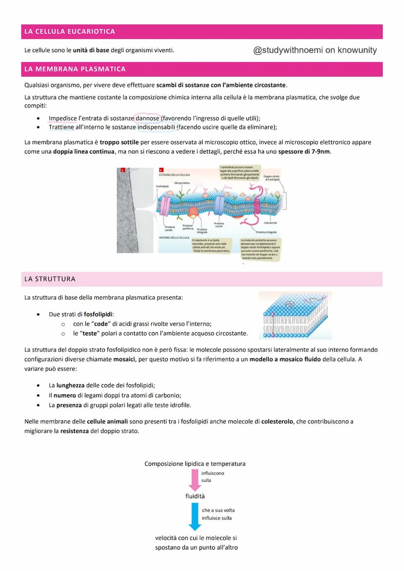 BIOLOGIA - LA CELLULA
@studywithnoemi on knowunity LA CELLULA EUCARIOTICA
Le cellule sono le unità di base degli organismi viventi.
LA MEMBR